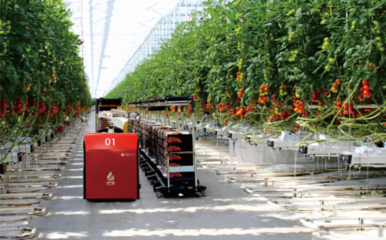 合肥市包河區首個數字化種植工廠即將上線 實現流水線、立體式種植