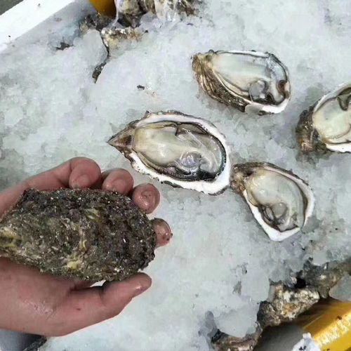 生蠔肉 鮮活水產的便捷新選擇，品質與美味的雙重保證